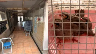 Αδιανόητο: Το παράνομο μαντρί των Αμπελοκήπων βρισκόταν στην ταράτσα του κτιρίου που στεγάζει τον ΕΦΕΤ