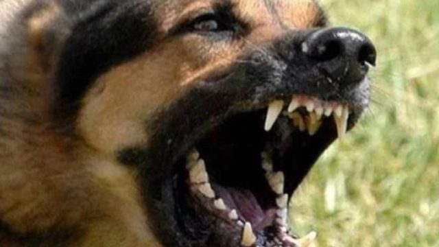 Τραγωδία: Σκυλιά κατασπάραξαν γυναίκα που είχε βγει για τρέξιμο