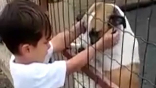 Αγοράκι συγκινείται με σκυλάκι που έχει χάσει το πόδι του και δεν μπορεί να σταματήσει να κλαίει (Video)