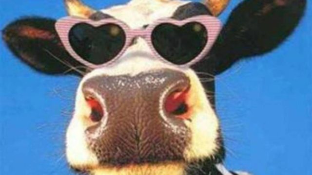 Ένας ταύρος και μια αγελάδα ερωτεύονται: Το ανέκδοτο της ημέρας (22/1)