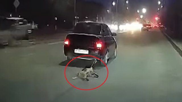 Θηριωδία: Οδηγός έσερνε σκύλο με αυτοκίνητο! (Video)