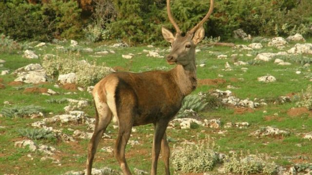 Τραγωδία: Κυνηγός σκοτώθηκε από ελάφι την ώρα που το τάιζε