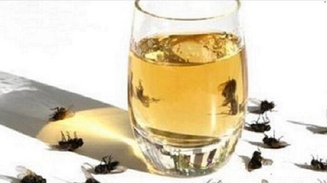 Μύγες: Η σπιτική συνταγή που θα τις εξαφανίσει από το σπίτι σας