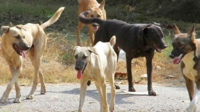 Ηλεία: Μαρτυρικός θάνατος 56χρονου πατέρα – Τον κατασπάραξαν σκυλιά!