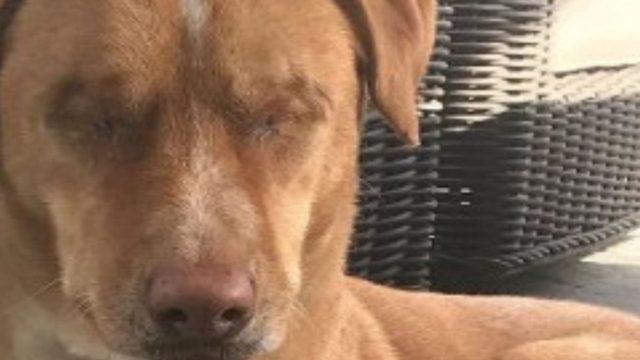 Αφαίρεσαν τα μάτια του σκύλου τους και μετά την επέμβαση τον εγκατέλειψαν