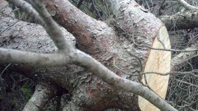 Σοκ στην Εύβοια: Νεκρός άνδρας που καταπλακώθηκε από δέντρο