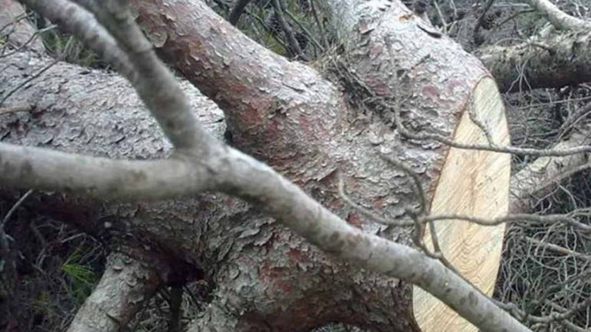 Σοκ στην Εύβοια: Νεκρός άνδρας που καταπλακώθηκε από δέντρο