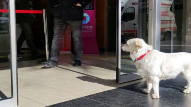 Σκύλος “ραγίζει” τις καρδιές των περαστικών με αυτό που κάνει έξω από το νοσοκομείο (video)