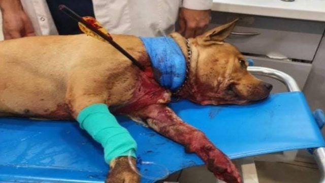 Χτύπησαν με βέλος σκύλο στην Πετρούπολη – Νοσηλεύεται σε κρίσιμη κατάσταση