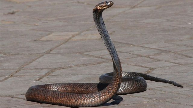 Ανησυχούν οι γιατροί για τον 30χρονο που δαγκώθηκε από κόμπρα – Εμφάνισε πρόβλημα στον πνεύμονα