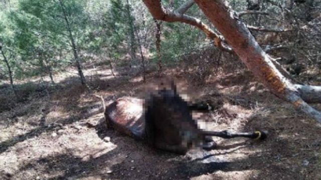 Κτηνωδία στη Λέσβο: Κρέμασαν άλογο από δέντρο