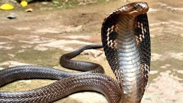 Αθήνα: Στην ΜΕΘ 25χρονος μετά από δάγκωμα κόμπρας