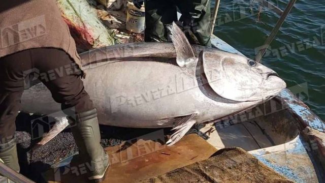 Απίστευτο σκηνικό στην Πρέβεζα: Έπιασαν τόνο 130 κιλών!