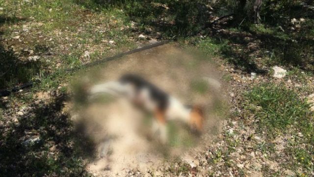 Κτηνωδία στην Κρήτη: Πυροβόλησαν και σκότωσαν σκυλάκι αφού πρώτα το βασάνισαν!