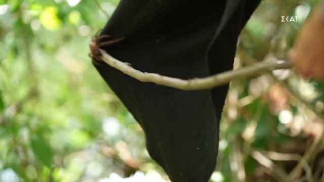 Survivor 4: Τρόμαξε με την αράχνη ο Μπάρτζης – «Χέστηκα πάνω μου»