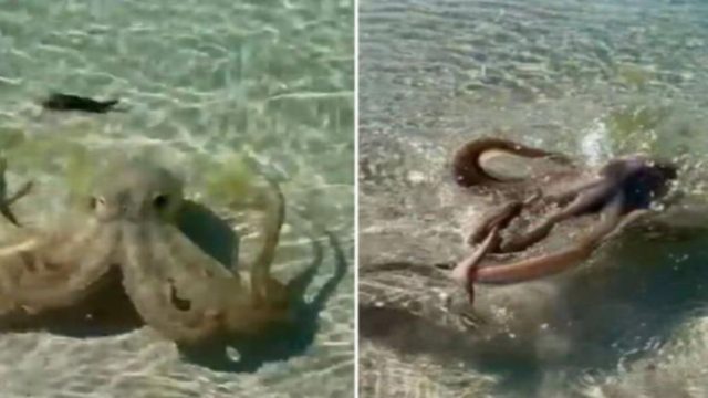 Αυστραλία: Χταπόδι επιτέθηκε άγρια σε άνδρα που κολυμπούσε (Video)