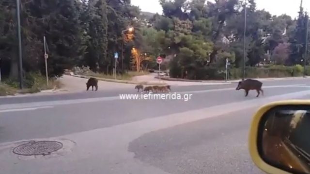 Αγριογούρουνα “κόβουν” βόλτες στην Εκάλη (Video)