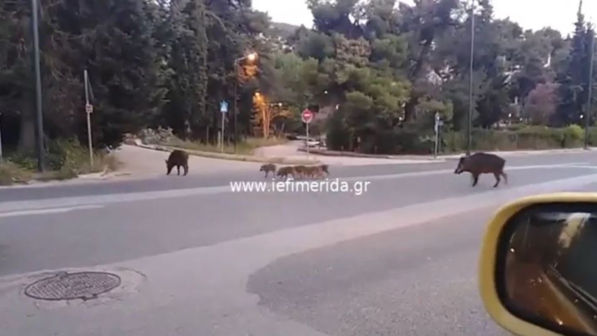 Αγριογούρουνα “κόβουν” βόλτες στην Εκάλη (Video)