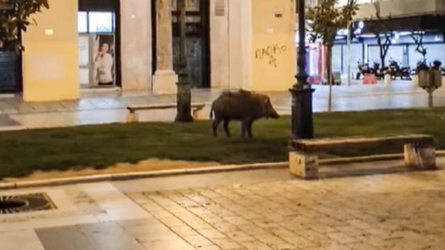 Θεσσαλονίκη: Αγριογούρουνο έκοβε βόλτες στην Αριστοτέλους