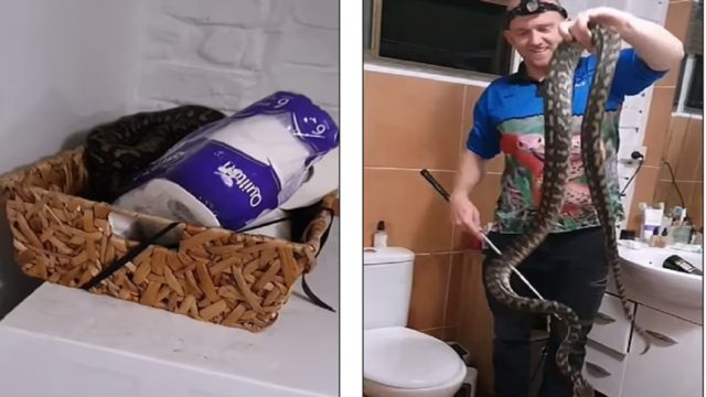 Τρόμος σε σπίτι: Οικογένεια ανακάλυψε ένα τεράστιο φίδι κουλουριασμένο μέσα στο χαρτί τουαλέτας τους! (Video)