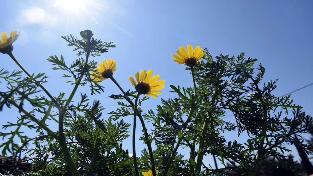 Καιρός σήμερα: Αίθριος με άνοδο της θερμοκρασίας