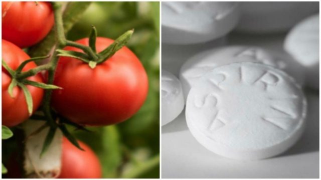 Φύτεψε ασπιρίνες μαζί με τις ντομάτες – Μόλις μάθετε το λόγο θα τρέξετε να το κάνετε και εσείς