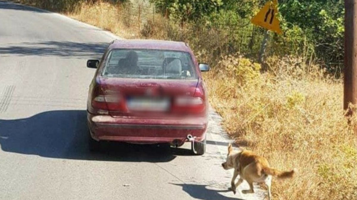 Θυμάστε τον σκύλο που έσερνε με το αυτοκίνητό του ηλικιωμένος στην Κρήτη; Δείτε πως είναι σήμερα