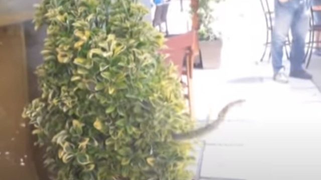 Θρίλερ στις Σέρρες: Φίδι πετάγεται μέσα από γλάστρα σε πελάτες καφετέριας!