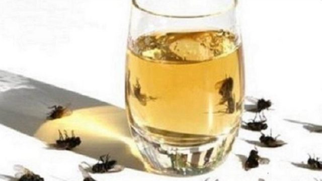 Εξαφανίστε τις μύγες με αυτή τη σπιτική συνταγή – 7+1 έξυπνοι τρόποι για να τις ξεφορτωθείτε
