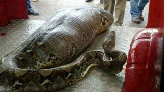 Η γυναίκα και το φίδι: Μια διδακτική ιστορία για τους φίλους-φίδια