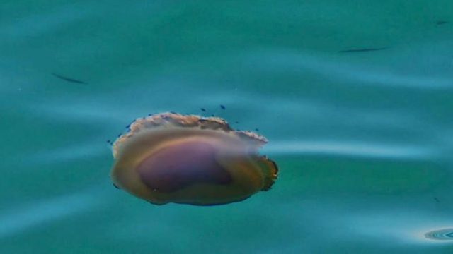 Χαλκιδική: Τοξικές καφέ μέδουσες γέμισαν τις παραλίες