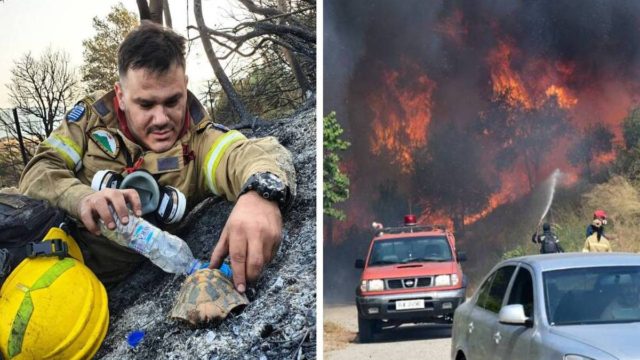 Η φωτογραφία του πυροσβέστη που έγινε viral: Δίνει νερό σε χελώνα για να επιζήσει!