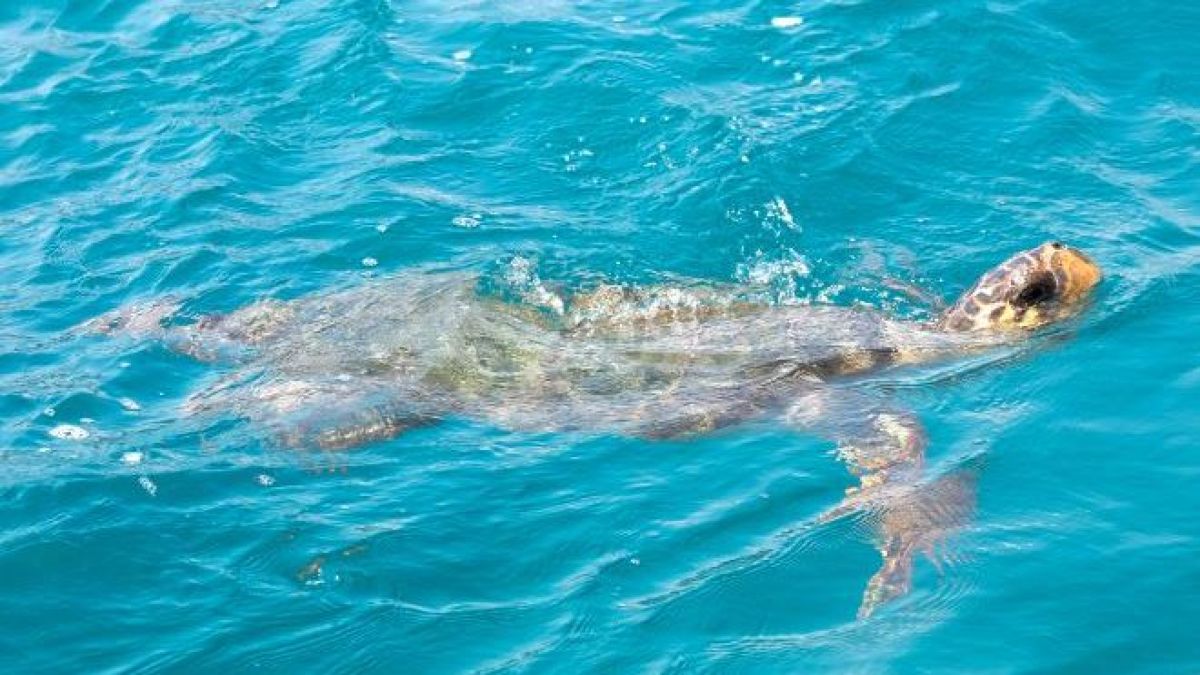 Χελώνα καρέτα καρέτα κολυμπά πλάι σε φέρι μποτ (Βίντεο)
