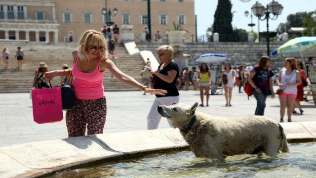 Ποιοι σκύλοι κινδυνεύουν περισσότερο να πάθουν θερμοπληξία – Προστάτεψε το κατοικίδιο σου από τον καύσωνα με αυτές τις συμβουλές
