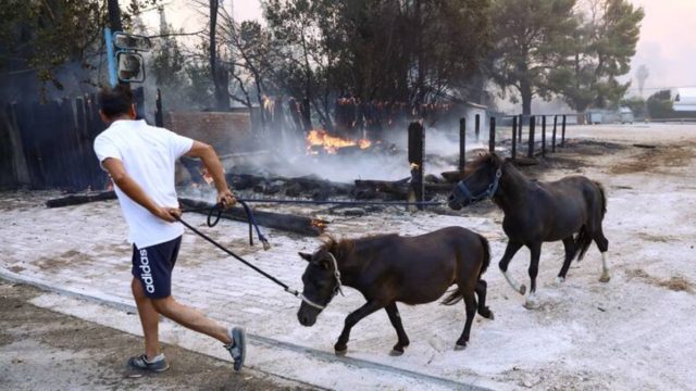 Φωτιά στη Βαρυμπόμπη: Δεν κάηκαν τα άλογα
