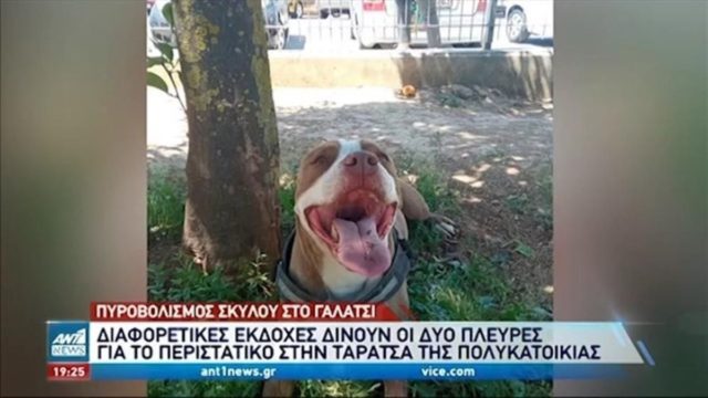 Γαλάτσι: Ελεύθερος με περιοριστικούς όρους ο αστυνομικός που σκότωσε το πιτ μπουλ
