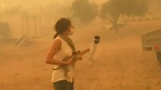 Φωτιά στην Εύβοια: Η συγκινητική στιγμή που δημοσιογράφος σώζει γατάκι από τις φλόγες