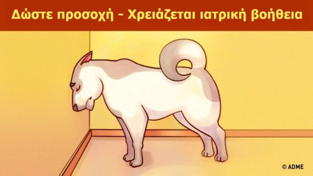 Προσοχή! Αν δείτε το κατοικίδιό σας να κάνει αυτή την κίνηση, πρέπει να επισκεφτείτε αμέσως έναν κτηνίατρο…