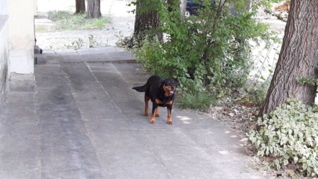 Κιλκίς: Άνδρας πυροβόλησε και σκότωσε σκύλο σε πλατεία χωριού