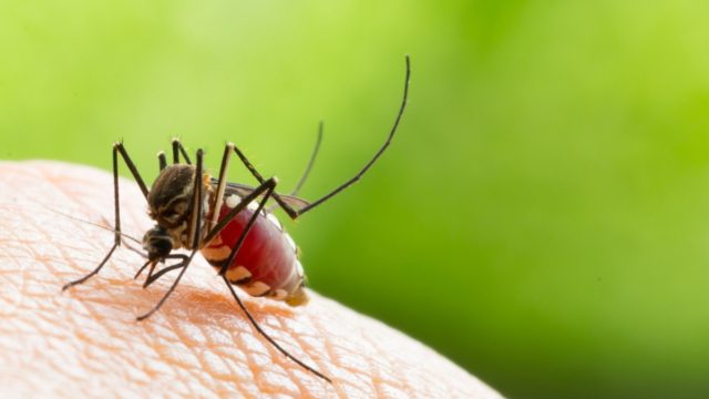 Πώς η ζάχαρη μας προστατεύει από το κουνούπι «τίγρης»