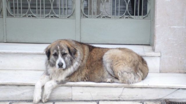 Κτηνωδία στη Θεσσαλονίκη: 25χρονος μαχαίρωσε και σκότωσε σκύλο
