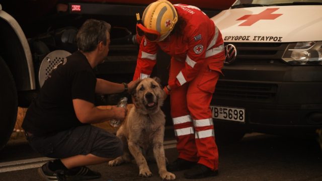 Φωτιά Βαρυμπόμπη: Συγκινούν οι προσπάθειες πυροσβεστών και κατοίκων να σώσουν τα ζωάκια
