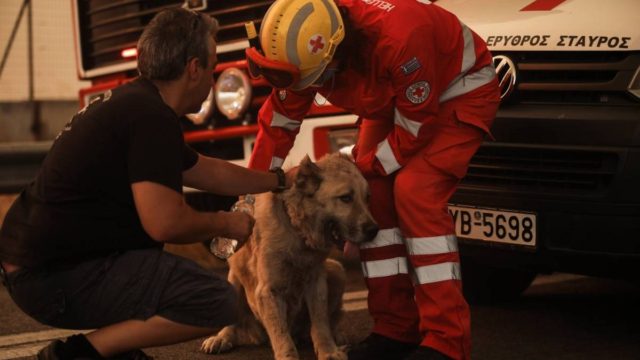 Ραγίζουν καρδιές εικόνες από την Βαρυμπόμπη: Συγκλονιστικές εικόνες από ζώα που προσπαθούν να γλυτώσουν από την πύρινη λαίλαπα!