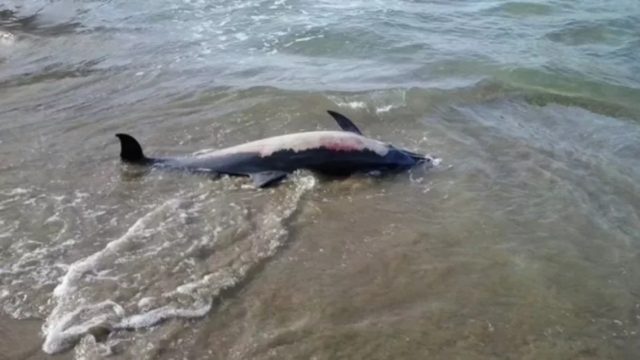 Εντοπίστηκε νεκρό δελφίνι σε ακτή του Δήμου Θερμαϊκού