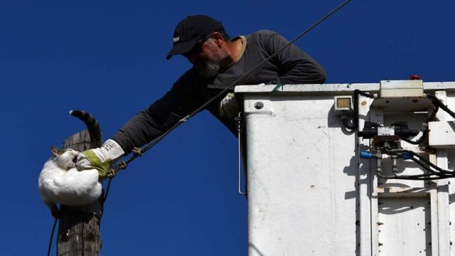 Απίστευτο βίντεο με διάσωση γάτας από κολόνα της ΔΕΗ