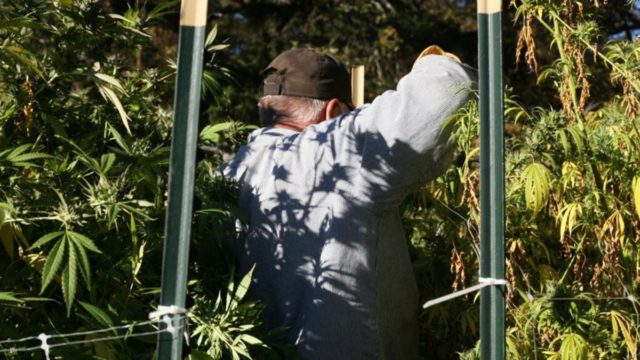 Καστοριά: Μερακλής παππούς την είδε γεωπόνος και καλλιεργούσε δενδρύλλια κάνναβης