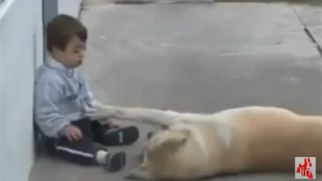 Σκύλος πλησιάζει παιδάκι με σύνδρομο Down και… (Video)