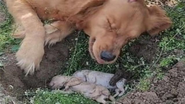 Σπαρακτικό βίντεο: Σκυλίτσα έχασε στη γέννα τα μικρά της – Κλαίει πάνω από τον λάκκο που έσκαψε (Video)