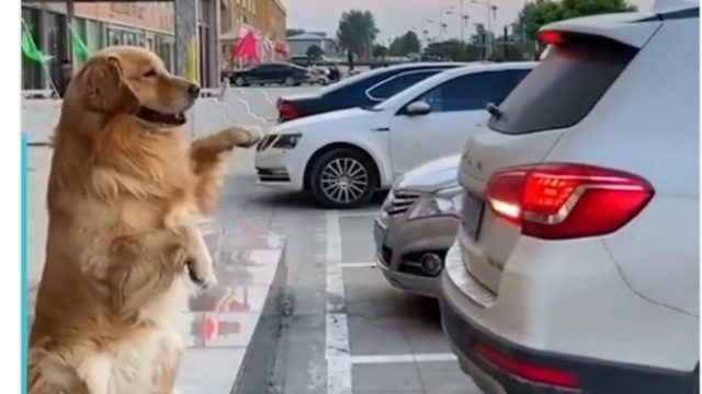 Απίστευτο βίντεο: Σκύλος βοηθάει το αφεντικό του να… παρκάρει!
