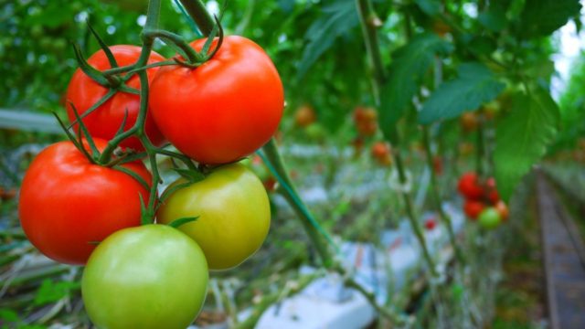 Χρησιμοποιείτε άγουρες ντομάτες στη σαλάτα σας; Σταματήστε το αμέσως!